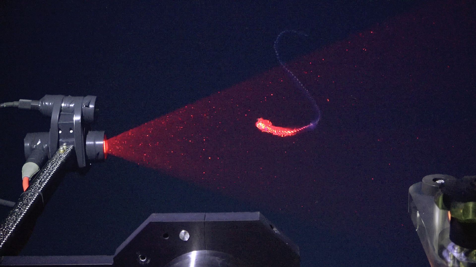 31 de specii noi descoperite în Oceanul Atlantic de Sud cu ajutorul tehnologiei laser