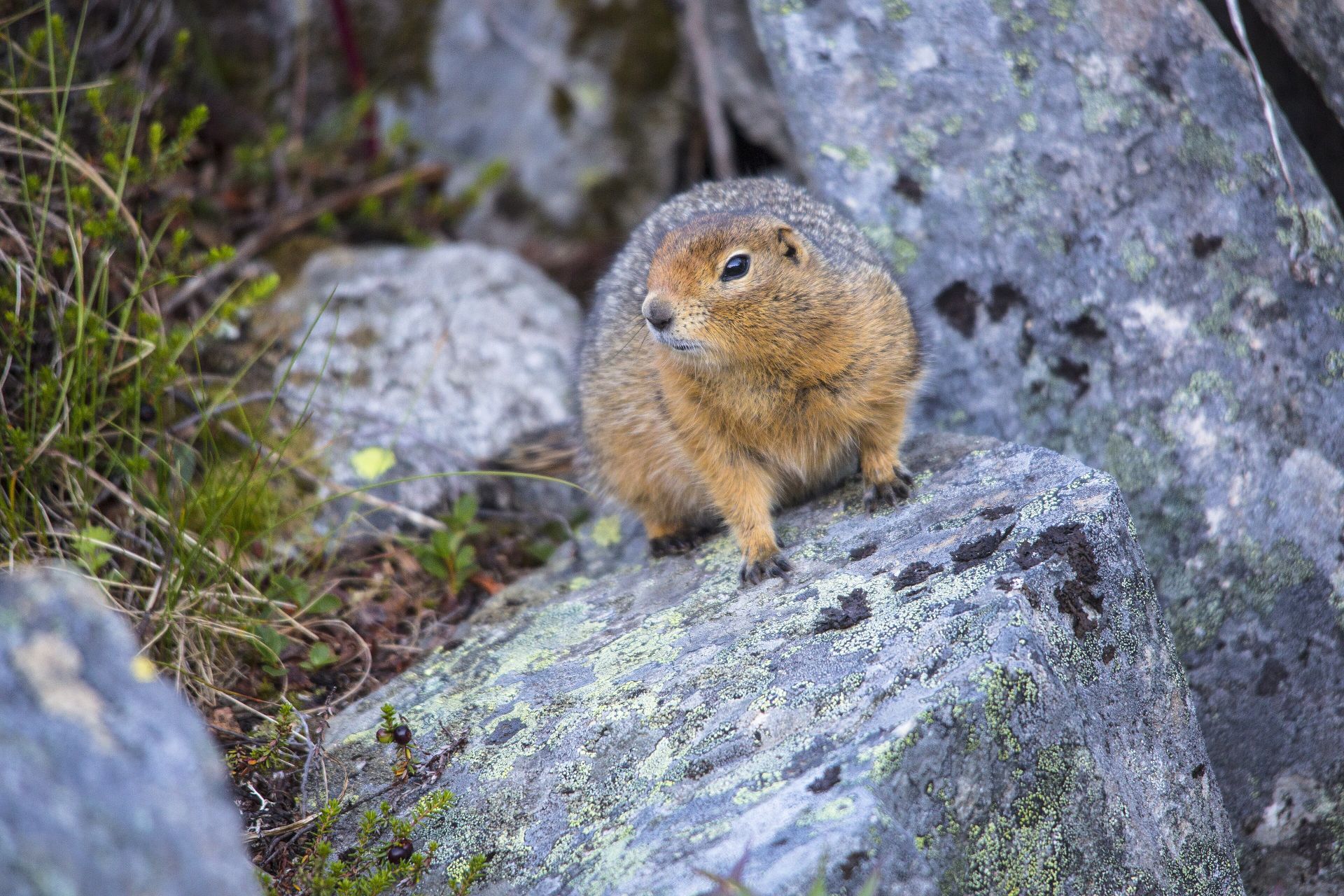ADN de mamut lânos descoperit în fecale antice de veveriță din Yukon, Canada