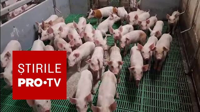 Porci într-o fermă, ilustrare pentru alerta de pestă porcină africană