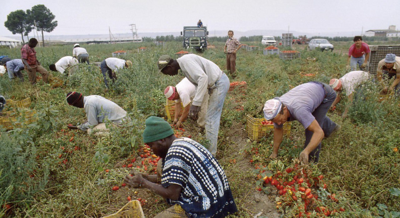 Muncitori migranți în câmpurile agricole din sudul Italiei