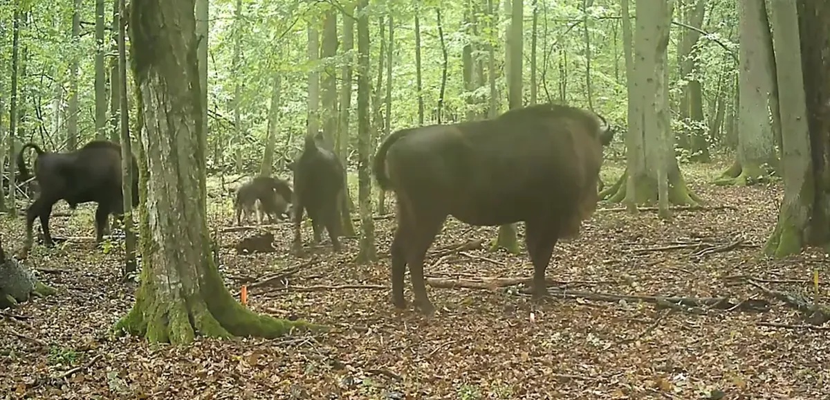 Atacul lupilor asupra zimbrilor europeni, filmat pentru prima dată în Pădurea Białowieża