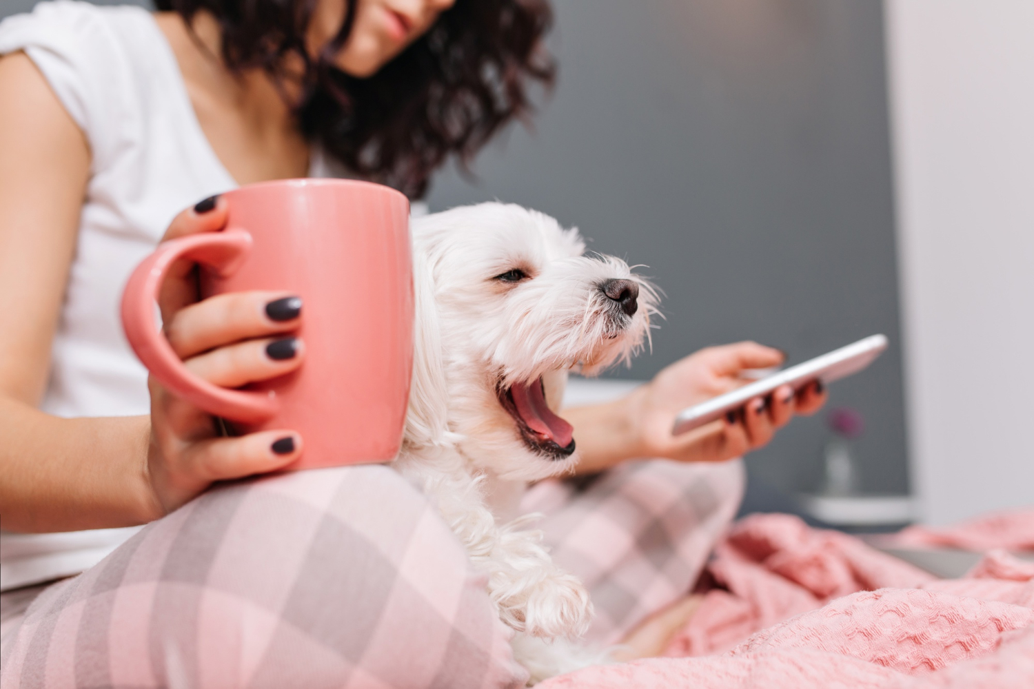 Avertisment veterinar: trucurile medicale de pe TikTok pun în pericol viața animalelor