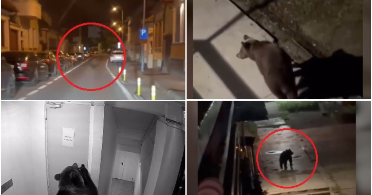 Brașov, sub teroarea urșilor: peste 120 de apeluri la 112 într-o lună. Localnicii, speriați să iasă din case