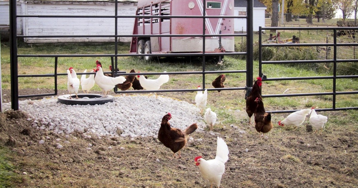 Gospodărie cu animale în curte, respectând normele sanitare