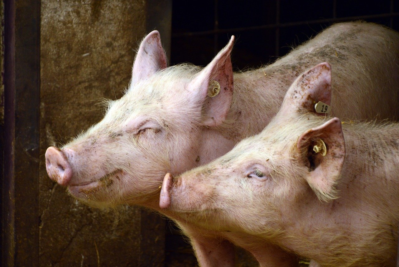 Operație de transplant de organe de porc la om