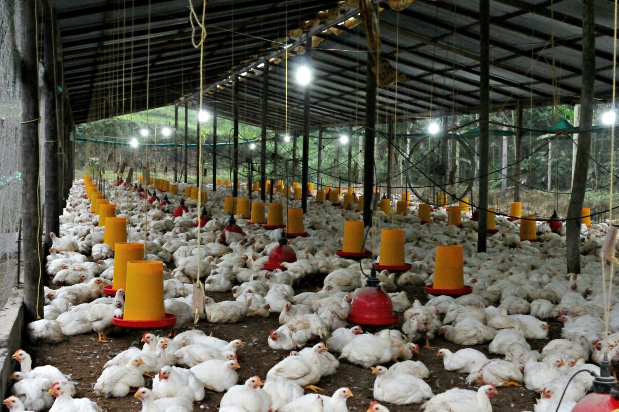 Consumul global de carne de pui a crescut de șase ori în 60 de ani, arată raportul FAO