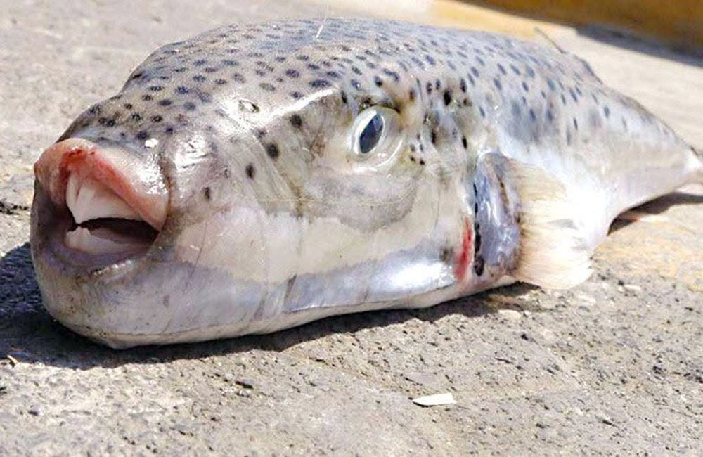 Peștele-iepure (Lagocephalus sceleratus) în Marea Mediterană