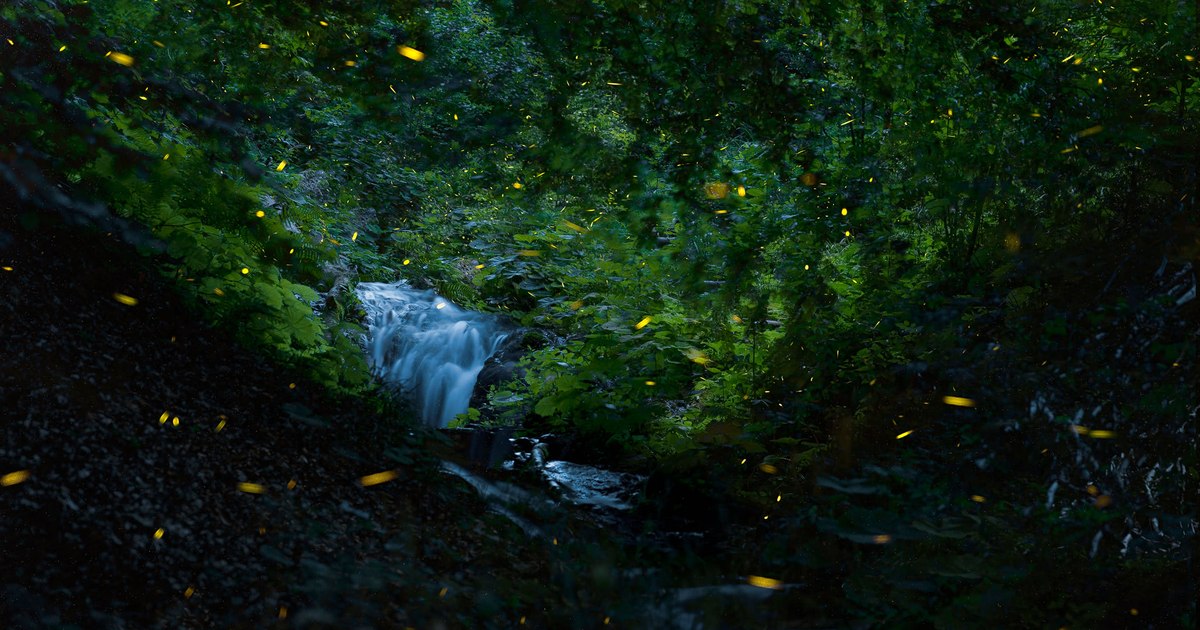 Licurici luminând într-o grădină întunecată, cu vegetație naturală
