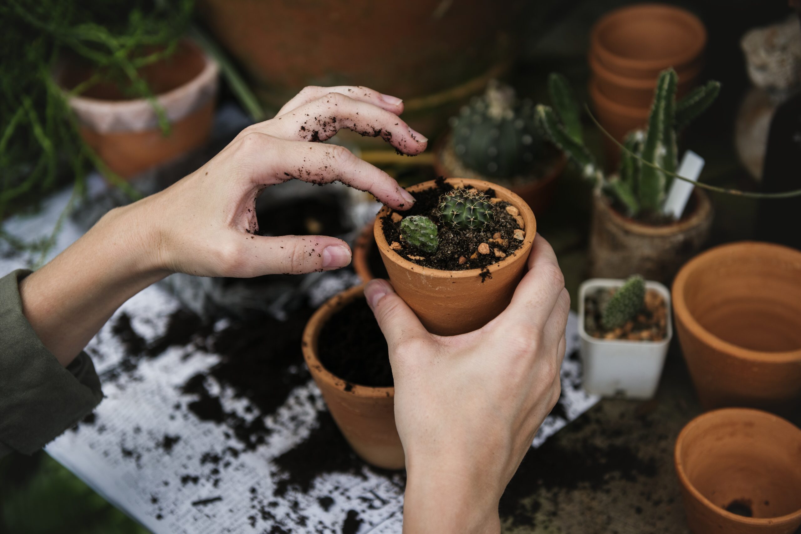 Persoană în vârstă udând plante într-o grădină bine organizată