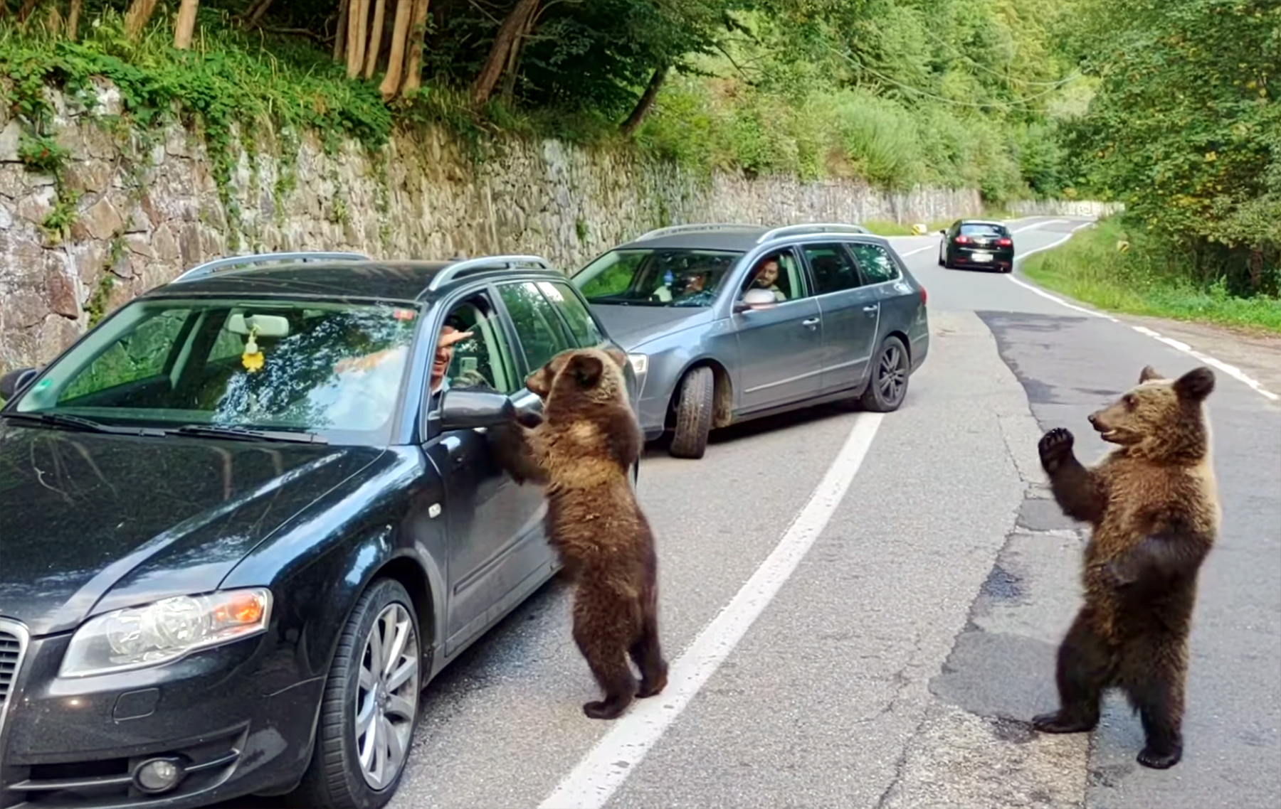 De ce urșii de pe Transfăgărășan cerșesc, iar cei din Retezat fug de turiști. Explicația din comunism