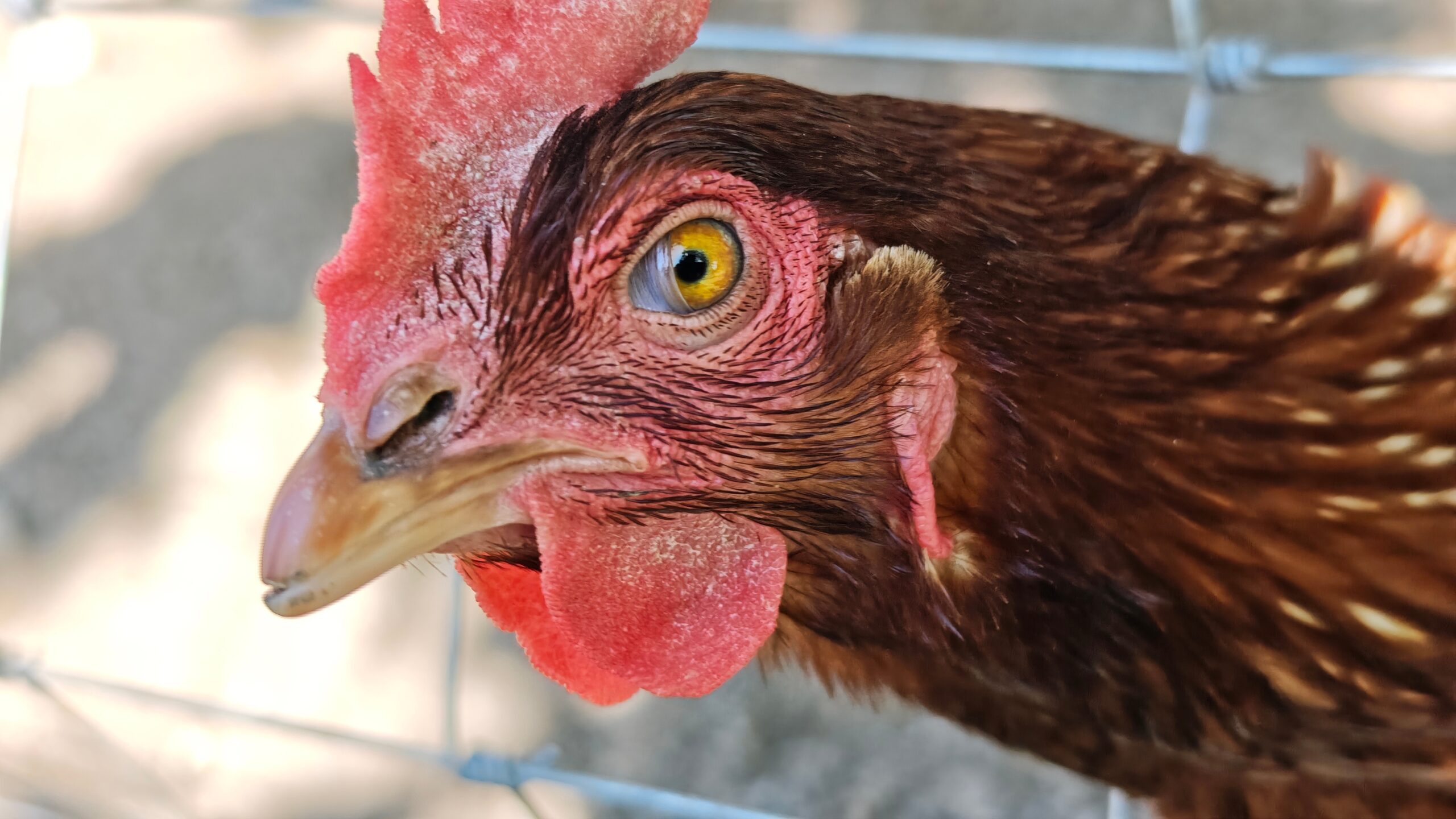 Fermierii germani răcoresc găinile cu înghețată din legume congelate