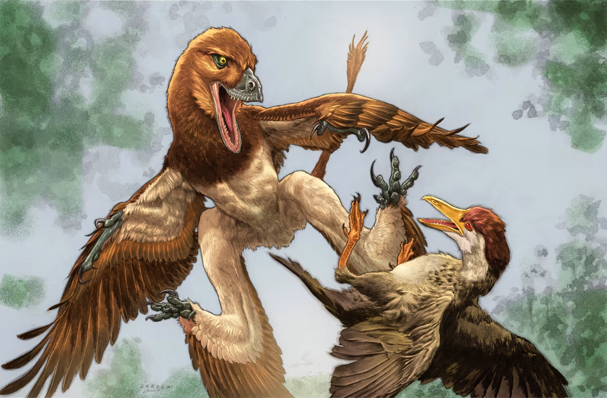 Fosilă de dinozaur Jianchangmaensis cu pene