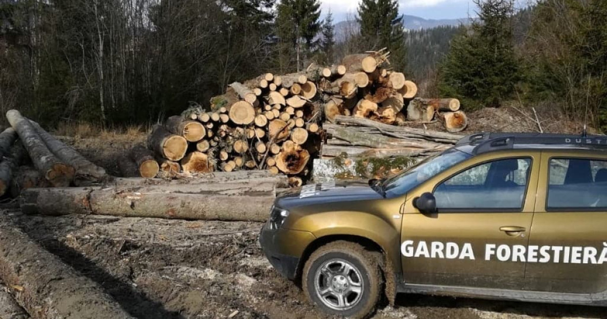 Garda Forestieră a descoperit tăieri ilegale și furt de lemne într-o pădure din Suceava. Procurorii, sesizați