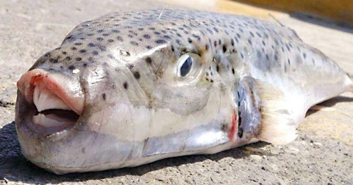 Pește-iepure, specie invazivă în Marea Mediterană
