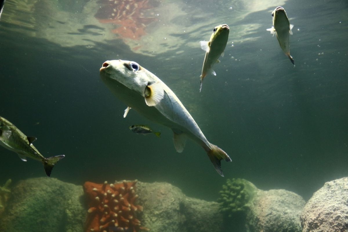 Pește-iepure (Lagocephalus sceleratus) cu dinți proeminenți, specie toxică din Marea Mediterană