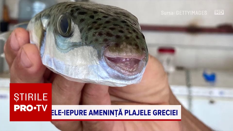 Grecia plătește pescarilor 5,33 euro/kg pentru peștele-iepure toxic, invaziv în Marea Mediterană