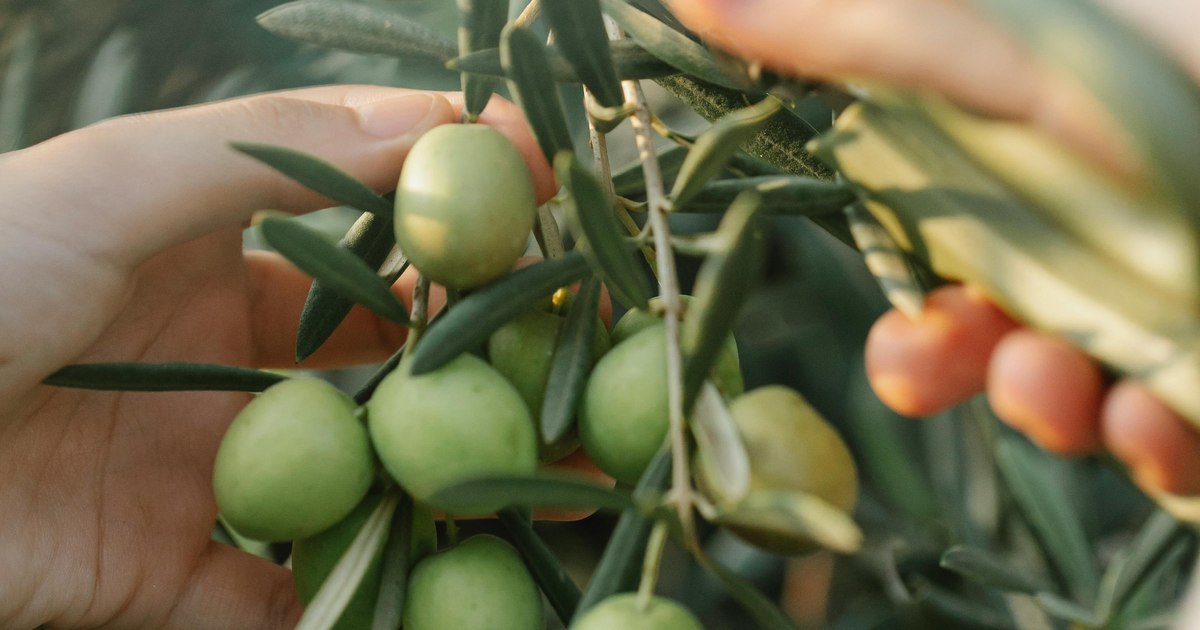 Muncitori agricoli în câmp, Grecia