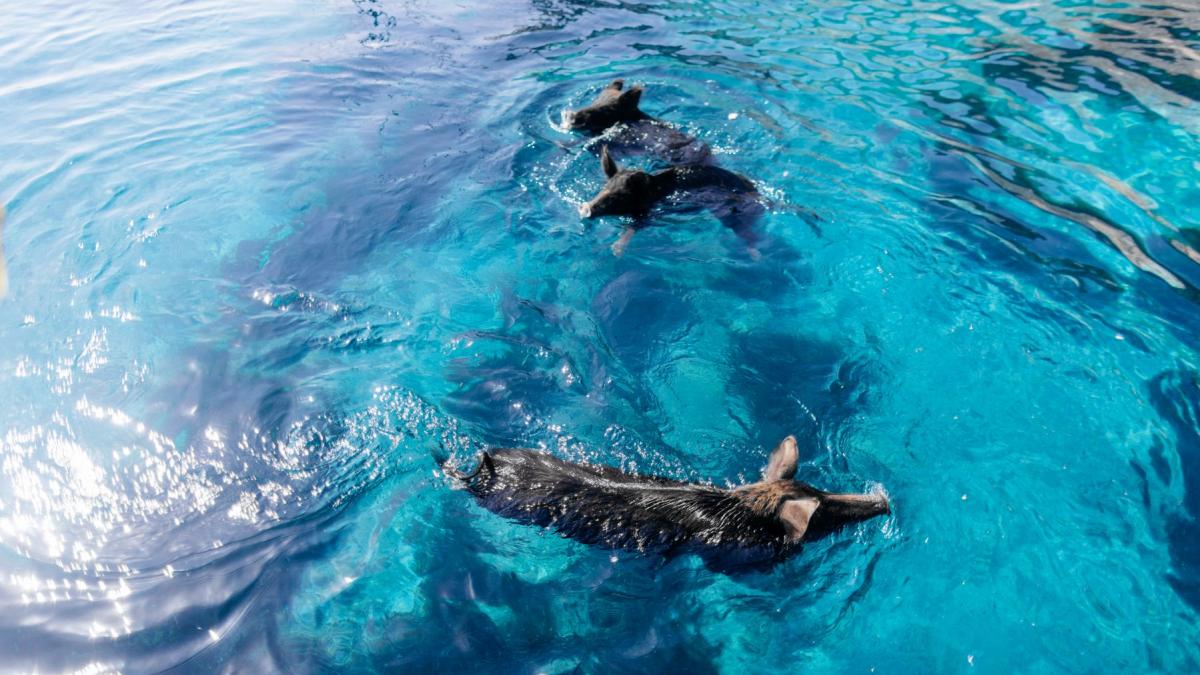 Porci sălbatici înotând în apa turcoaz a insulei Atokos din Grecia