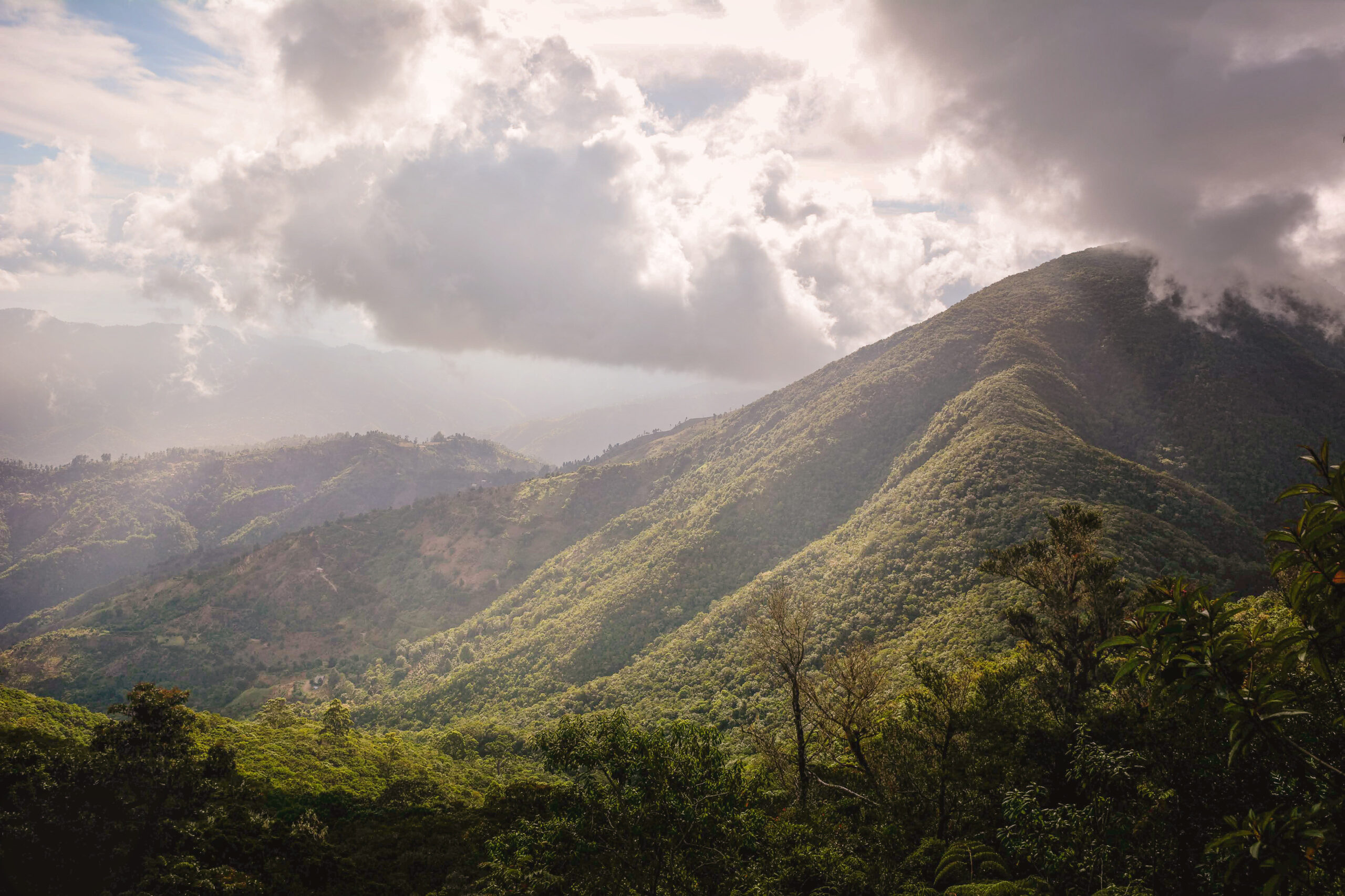 Jamaican Blue Mountain: cafeaua de lux cultivată printre nori, cu producție limitată și certificare strictă