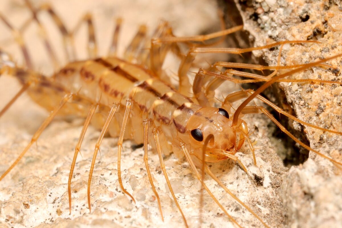 Miriapodul de casă: inofensiv pentru oameni, util ca prădător natural al insectelor