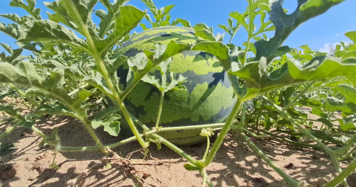 Pepene verde cu miez galben tăiat pe o masă