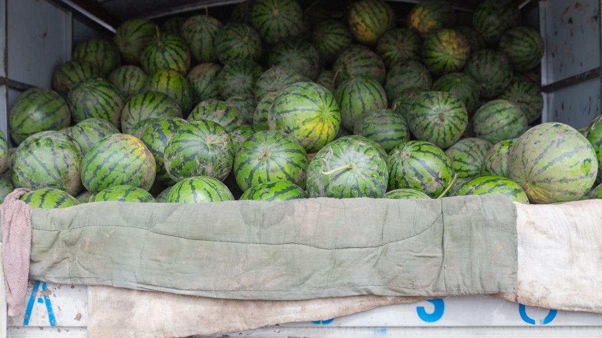 Pepenii de Dăbuleni întârzie în piețe din cauza frigului; producătorii speră la prețuri de 3-4 lei/kg