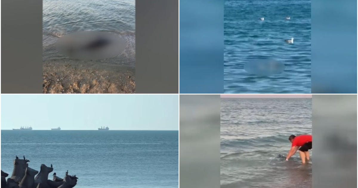 Delfin eșuat pe plajă, pe litoralul românesc