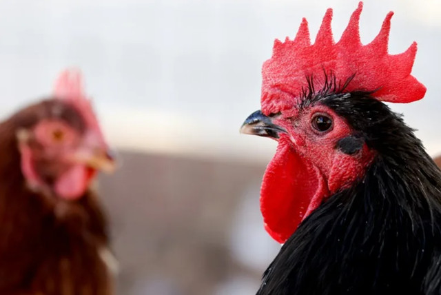 Pasăre skua brun pe plajă