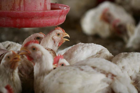 Producția de carne, lapte și ouă a crescut în 2025 față de 2024, potrivit INS