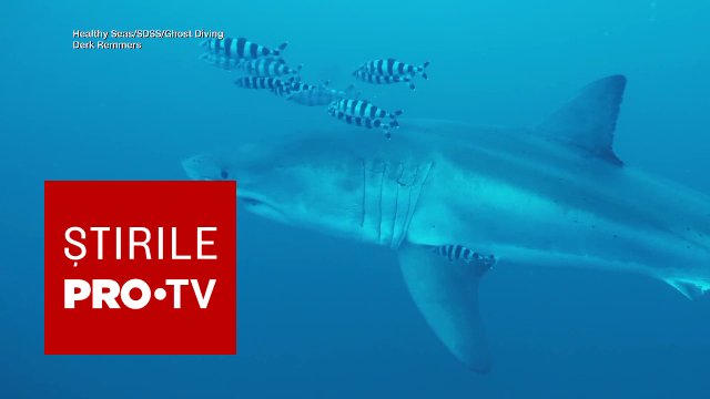 Rechin alb de 4 metri filmat în Marea Mediterană