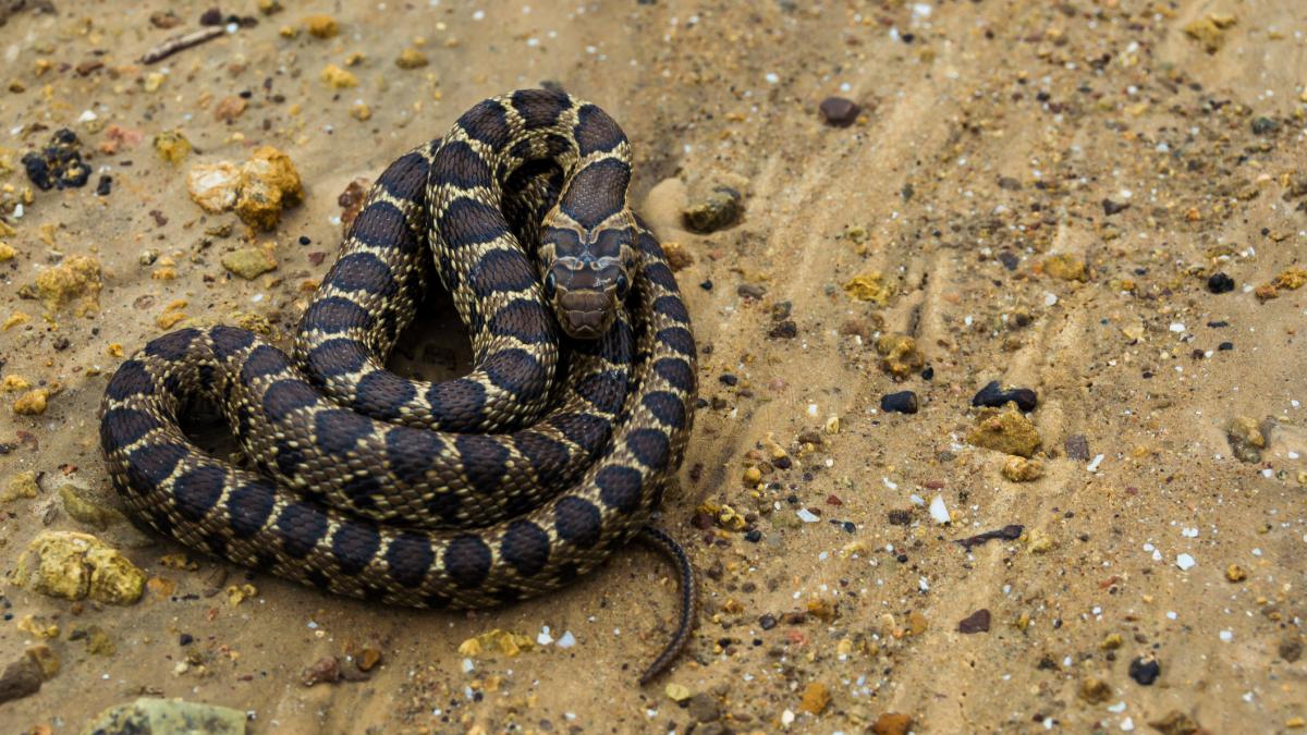 Șarpele potcoavă, specie invazivă, amenință ecosistemul din Ibiza și șopârla endemică