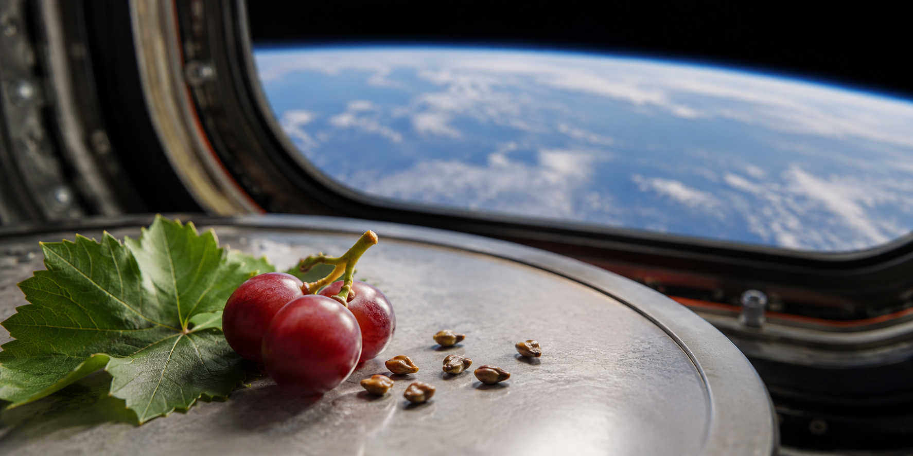 Semințe de struguri din Texas, trimise în spațiu pentru șase luni, ar putea duce la primul vin cosmic
