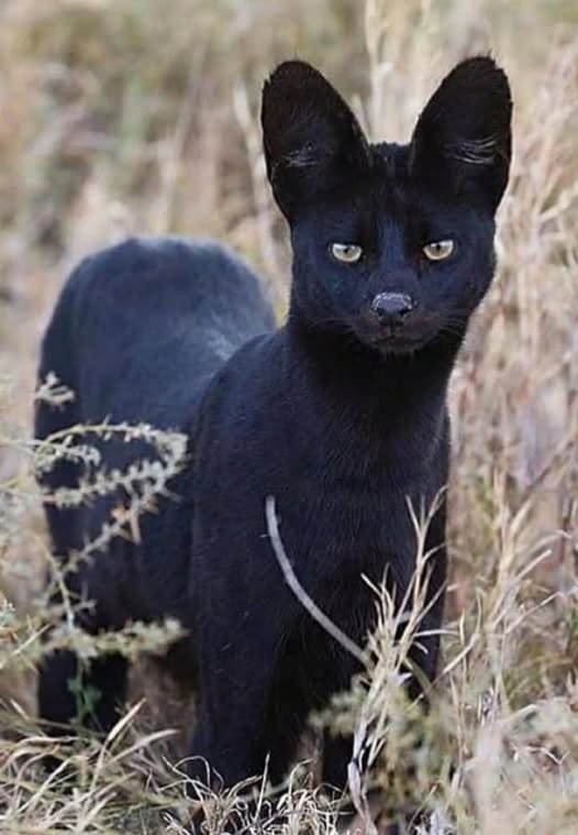 Serval negru în iarbă înaltă, cu blană neagră și urechi mari