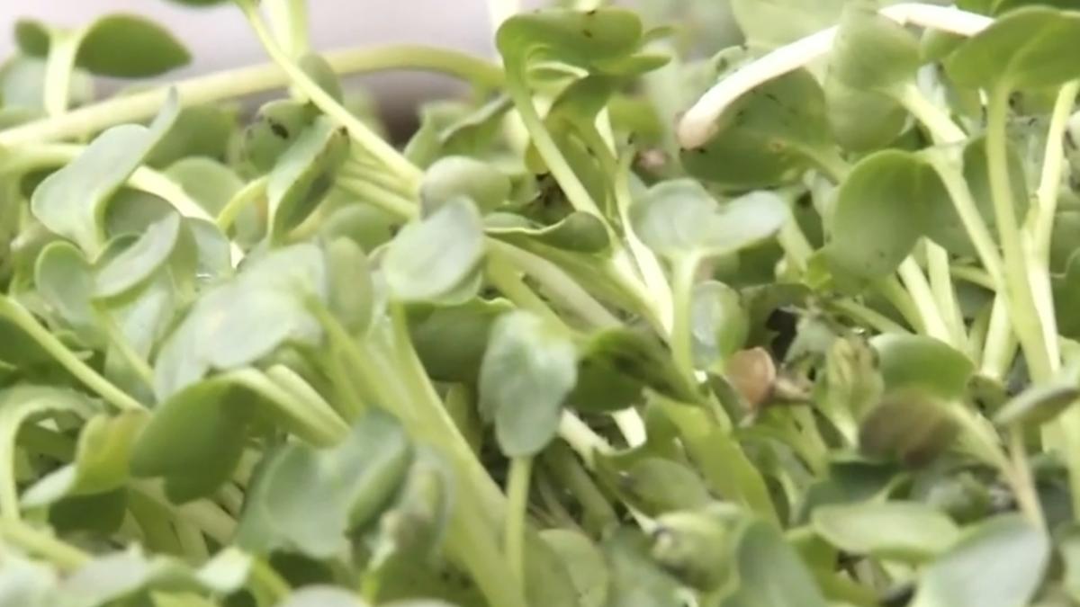 Sistem de cultivare aeroponic inspirat de NASA, adus la Cluj-Napoca. Consumă cu 98% mai puțină apă