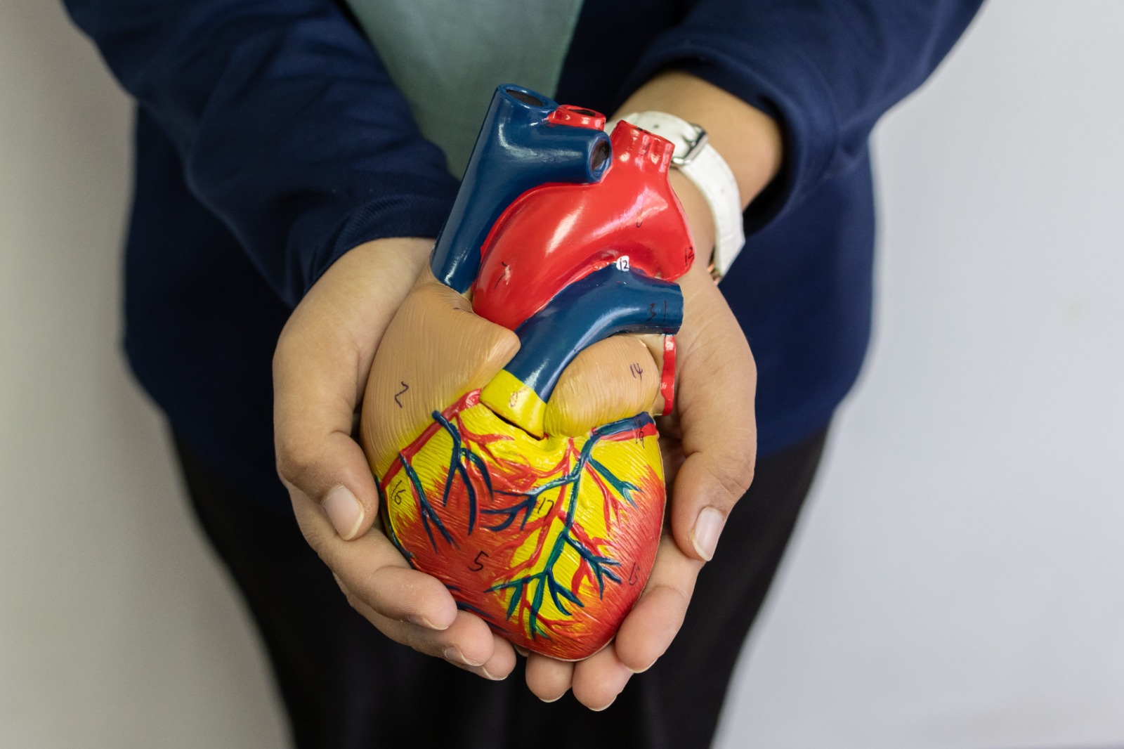 Ilustrație a sistemului cardiovascular uman cu inimă și vase de sânge