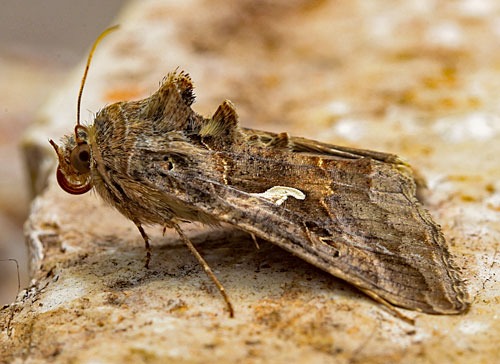 Fluture Buha gamma (Autographa gamma) în zbor