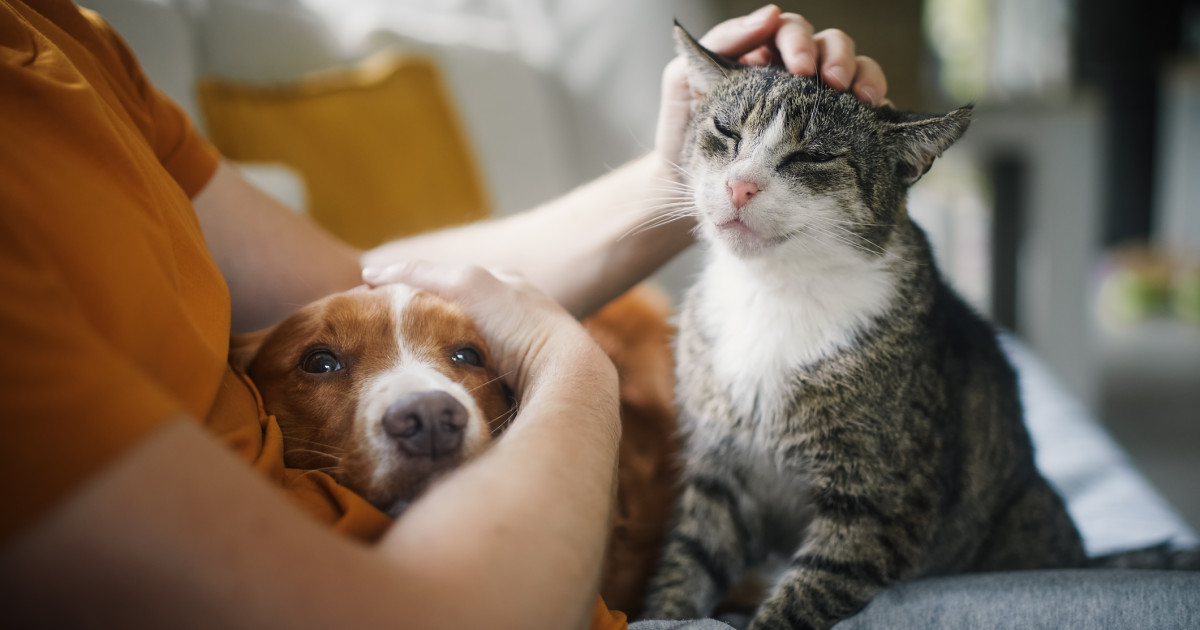O persoană care mângâie un câine și o pisică, ilustrând studiul despre stres și animale de companie