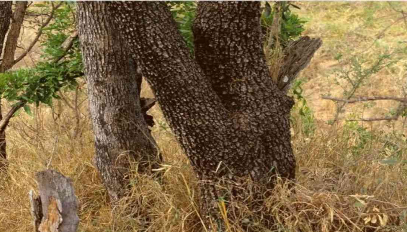 Iluzie optică cu leopard ascuns în junglă