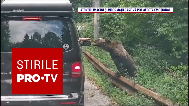 Urs pe marginea drumului pe Transfăgărășan