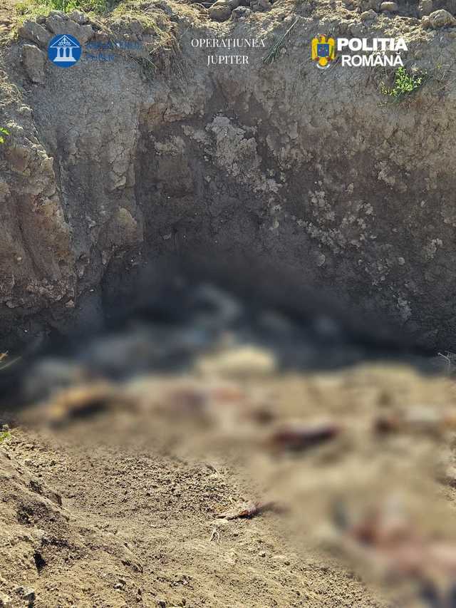 Percheziție la o fermă în Constanța