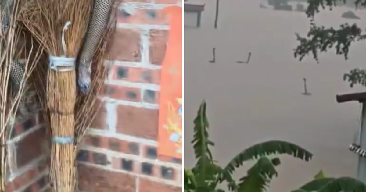 Aproape 900 de șerpi au scăpat dintr-o fermă din China, după inundații și o tornadă care a făcut 11 morți