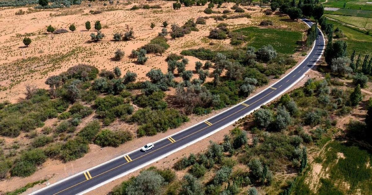 Imagine cu o pădure plantată în China, cu arbori tineri și verzi, sub cer senin