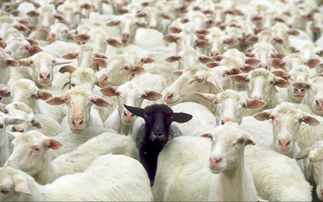 Carantină națională pentru ovine și caprine în România