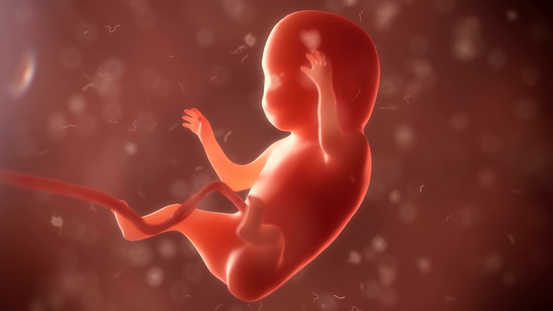 Cercetătorii propun un model subcortical al conștienței la făt, posibil în al treilea trimestru de sarcină