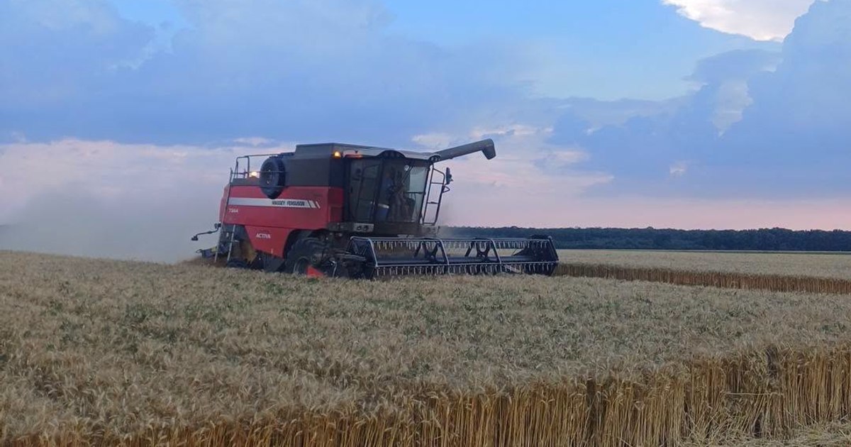 Fermier român în câmpul de grâu, recoltă bogată