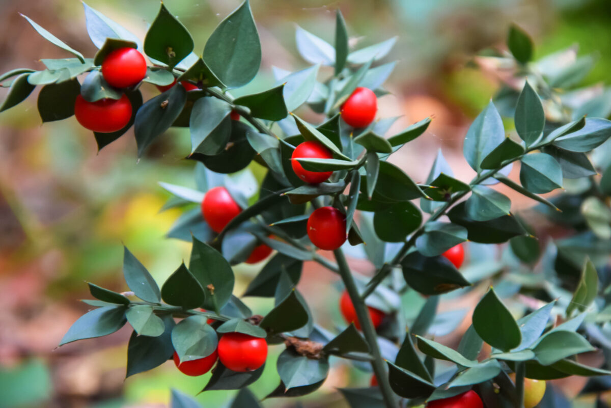 Ghimpe-pădureț (Ruscus aculeatus) - plantă medicinală pentru circulația sângelui