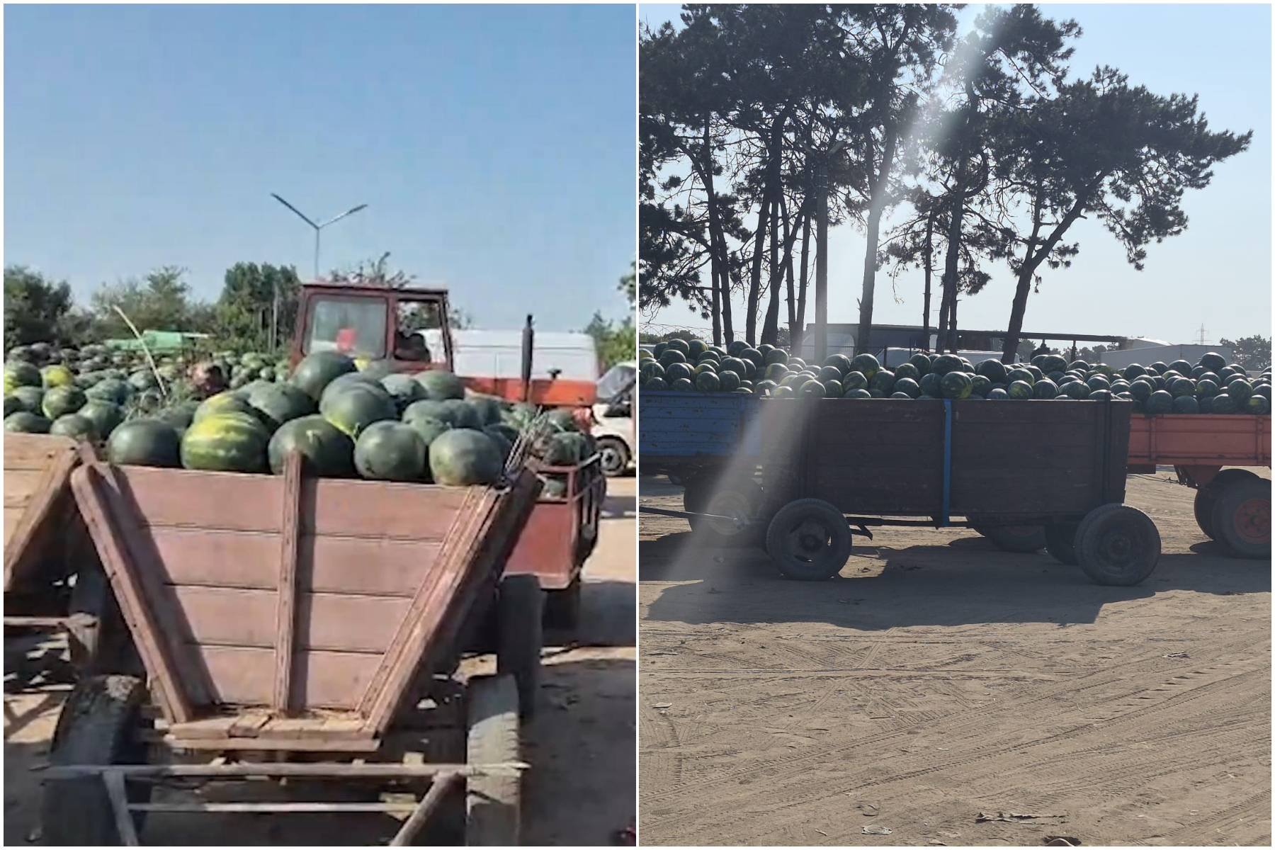 Remorci și căruțe încărcate cu pepeni verzi în piața en-gros din Dăbuleni