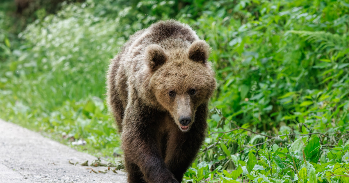 Ursoaică de 11 ani împușcată la Brașov, alta cu trei pui a fugit în pădure