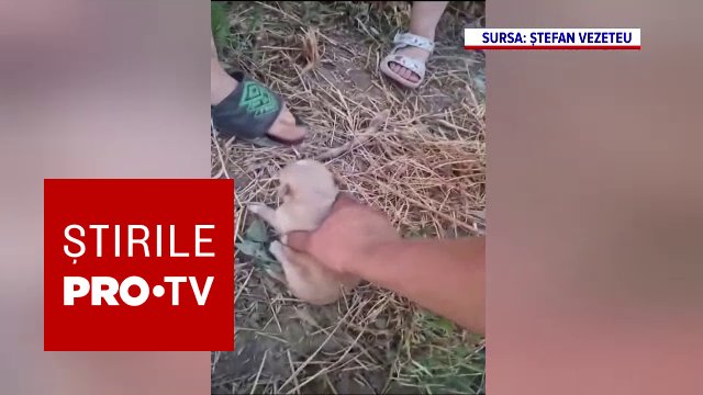 Zece pui de câine salvați dintr-un tomberon în Botoșani
